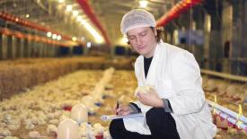 Крупная ярославская птицефабрика прекратила поставки яиц